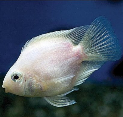 Snow White Convict Parrot Cichlid (Amatitlania nigrofasciata sp)