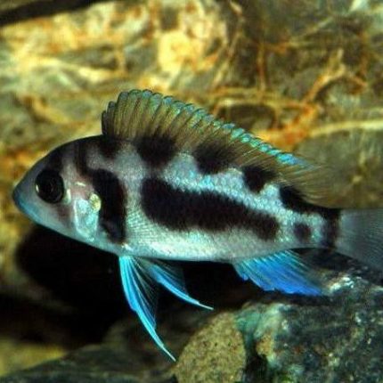 Black Widow Frontosa Cichlid (Cyphotilapia frontosa)
