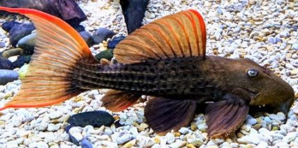 L024 Redfin Cactus Pleco (Pseudacanthicus pitanga)