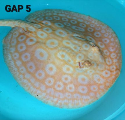 Golden Base Albino Pearl Stingray (Potamotrygon jabuti)