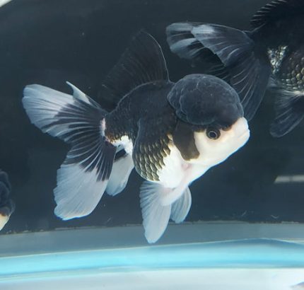 Panda Oranda Goldfish (Carassius auratus)