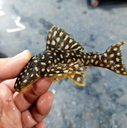 L082 Opal Spot Pleco (Scobinancistrus sp)