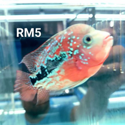 Red Monkey Kamfa Flowerhorn Cichlid (Vieja sp)