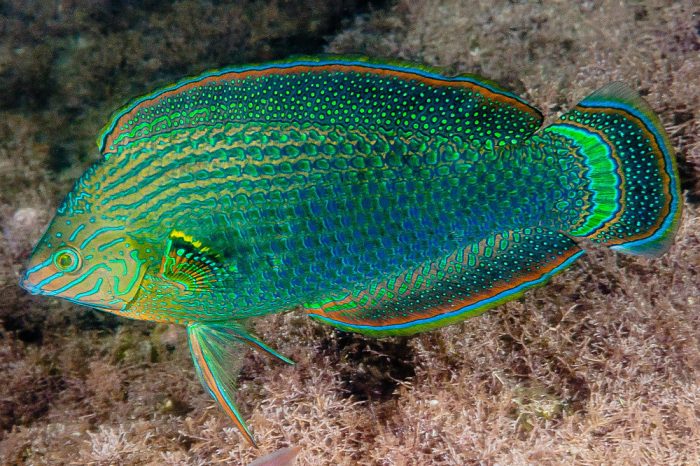 Get Dusky Wrasse