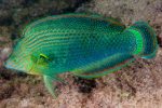 Shop Dusky Wrasse