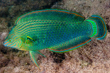 Shop Dusky Wrasse