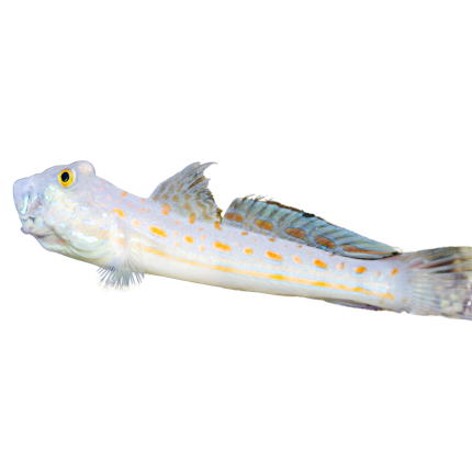 Buy Diamond Goby