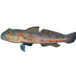 Get Diamond Goby