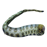 Snowflake Eel on Sale