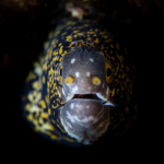 Buy Snowflake Eel