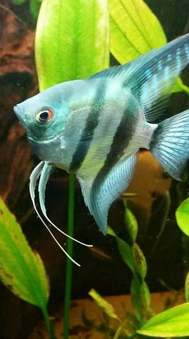 Blue Diamond Angelfish (Pterophyllum scalare sp)