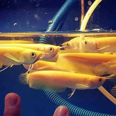 Albino Silver Arowana (Osteoglossum bicirrhosum)