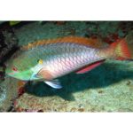 Shop Alpha Male Red Banded Parrot