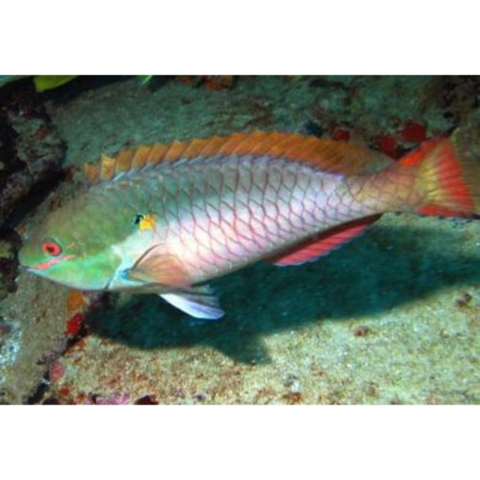 Shop Alpha Male Red Banded Parrot