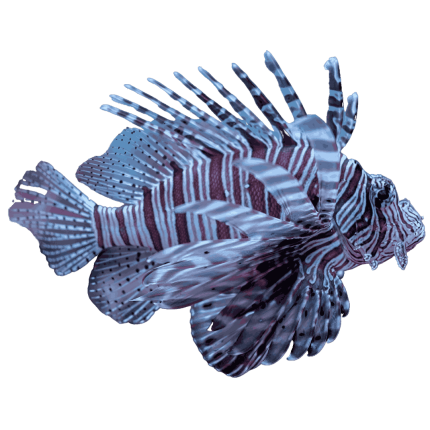 Atlantic Volitan Lion Fish XXLarge 10-15 inches
