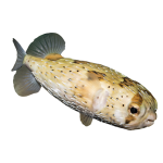Shop Balloon Puffers/ Spiny Porcupine Fish