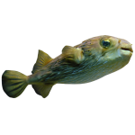 Buy Balloon Puffers/ Spiny Porcupine Fish