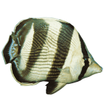 Banded Butterflies (Medium 2-3 inches)