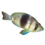 Barred Hamlet on Sale
