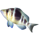 Buy Barred Hamlet