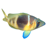 Buy Barred Hamlet from Foxy Saltwater Tropicals