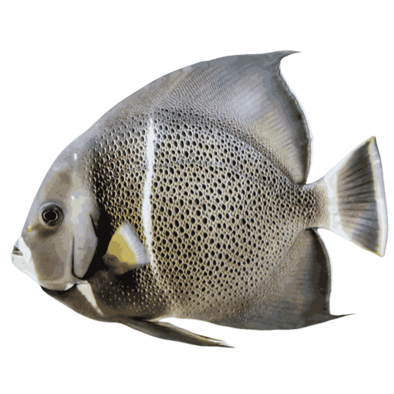 Angelfish Ps5 Angelfish for Sale | Majestic Showpieces - AquaFish Depot