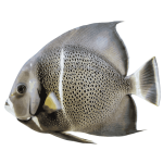 Black Angelfish (XL 7-8 inches)