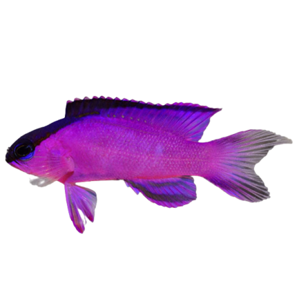 Buy Black Cap Basslet