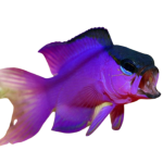 Shop Black Cap Basslet