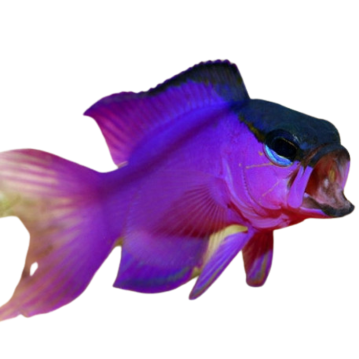 Shop Black Cap Basslet