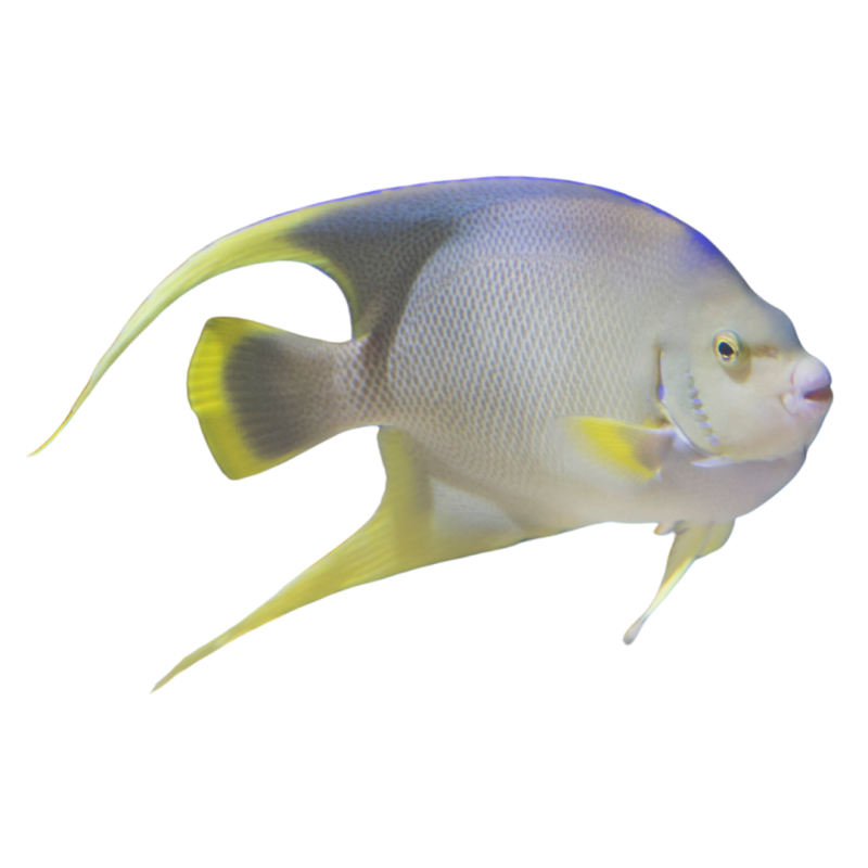 Medium Angelfish Angelfish for Sale | Majestic Showpieces - AquaFish Depot