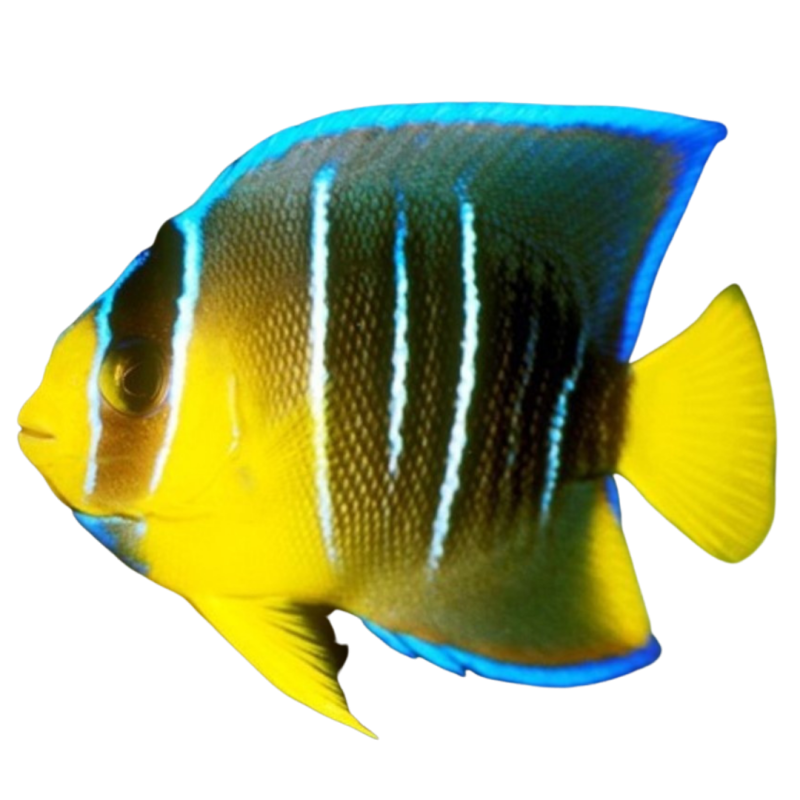 Medium Angelfish Angelfish for Sale | Majestic Showpieces - AquaFish Depot