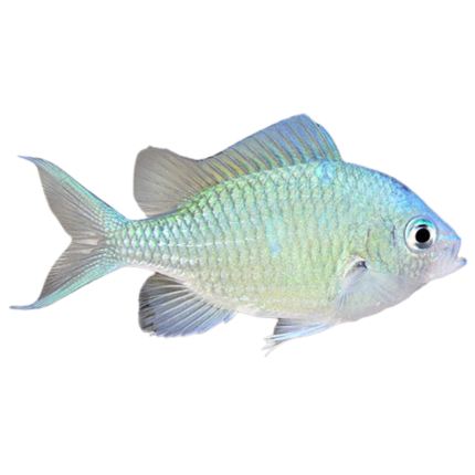 Blue / Green Chromis