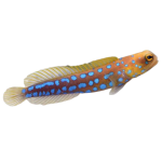 Buy Blue Spot Jawfish