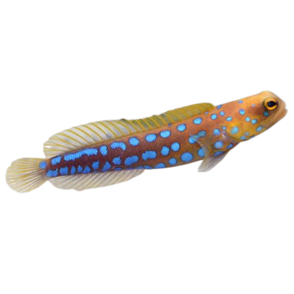 Buy Blue Spot Jawfish