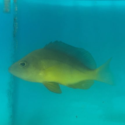 Yellow Belly Hamlet (large 4"+)