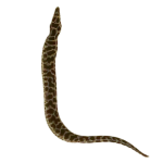 Buy Chainlink Moray