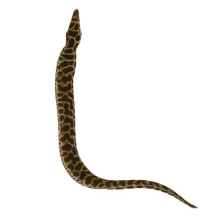 Buy Chainlink Moray