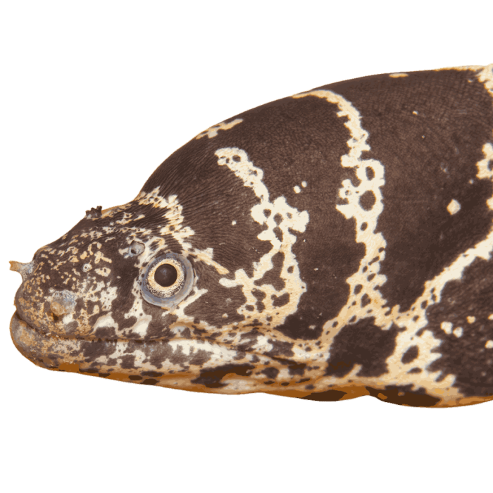 Shop Chainlink Moray