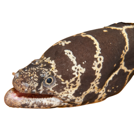 Get Chainlink Moray