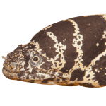 Chainlink Moray