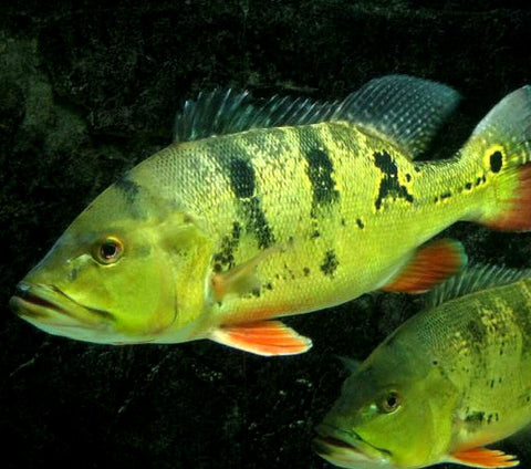 cichla-ocellaris-5_large