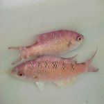 Buy Creole Wrasse