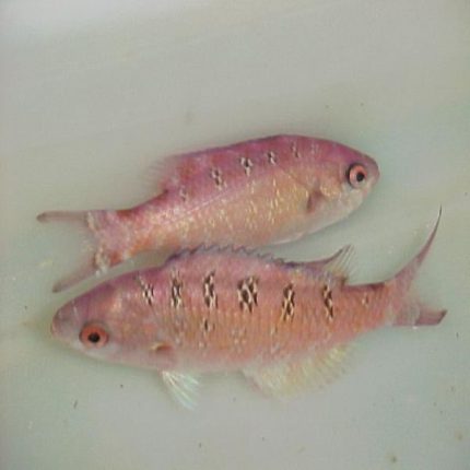 Buy Creole Wrasse