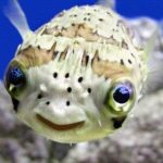 Balloon Puffers/ Spiny Porcupine Fish on Sale