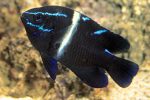 Shop Blue Velvet Damsel