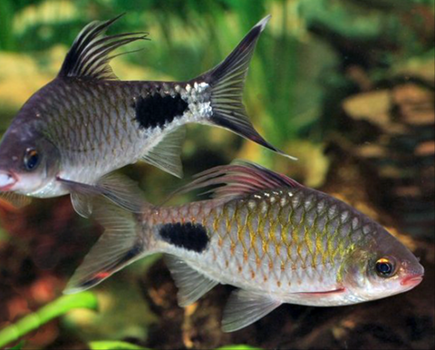 dawkinsia-filamentosa-filament-barb_large