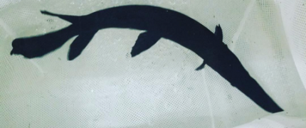 Black Melanistic Tropical Gar (Atractosteus tropicus)