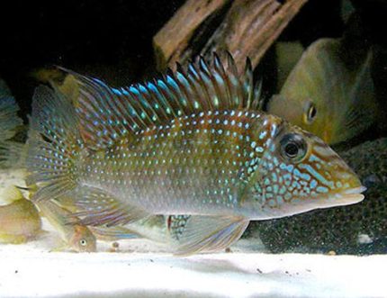 Geophagus Jurupari Cichlid (Satanoperca jurupari)