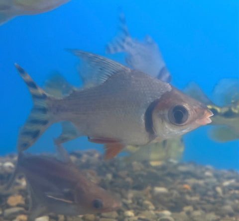 db52e8_5ecff42f5e0346a6b5d43e5ec900338b_mv2_large